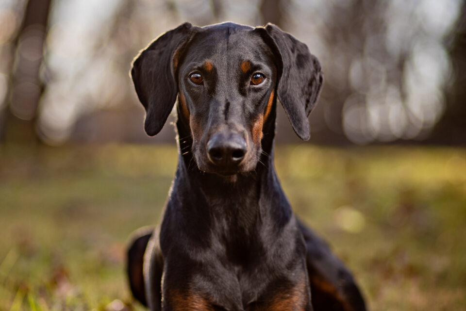 Doberman With Uncropped Ears: The Truth About Ear Cropping