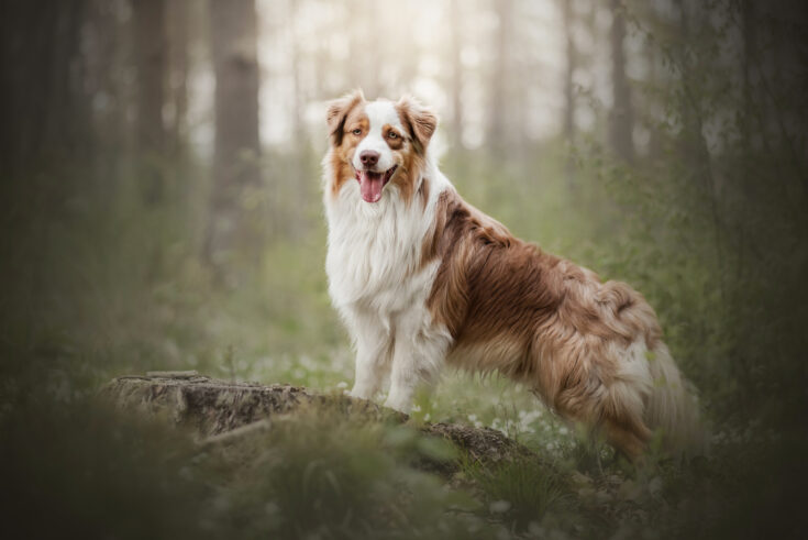 The Red Tri Australian Shepherd: All You Need To Know