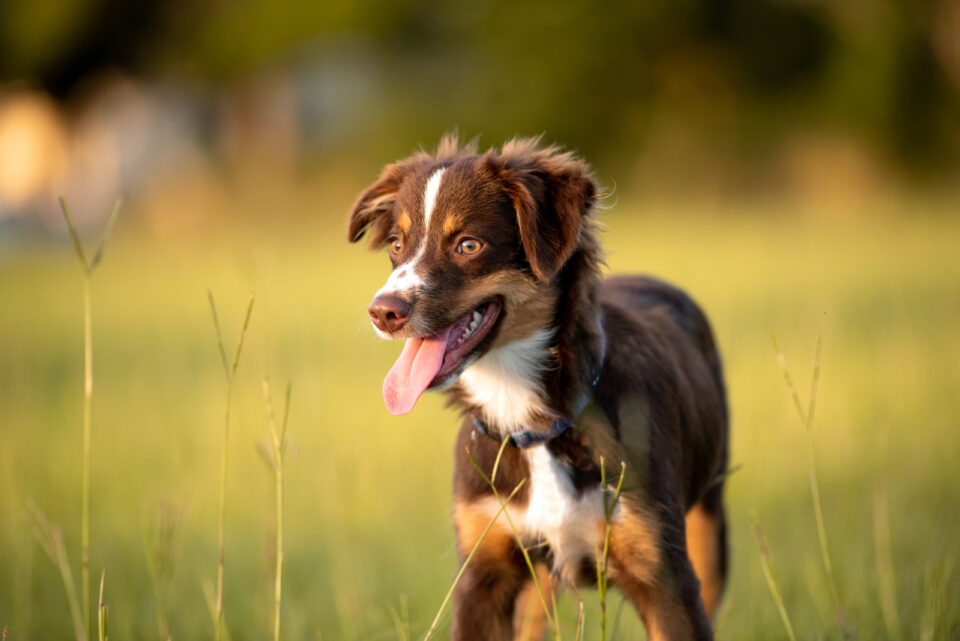 The Red Tri Australian Shepherd: All You Need To Know