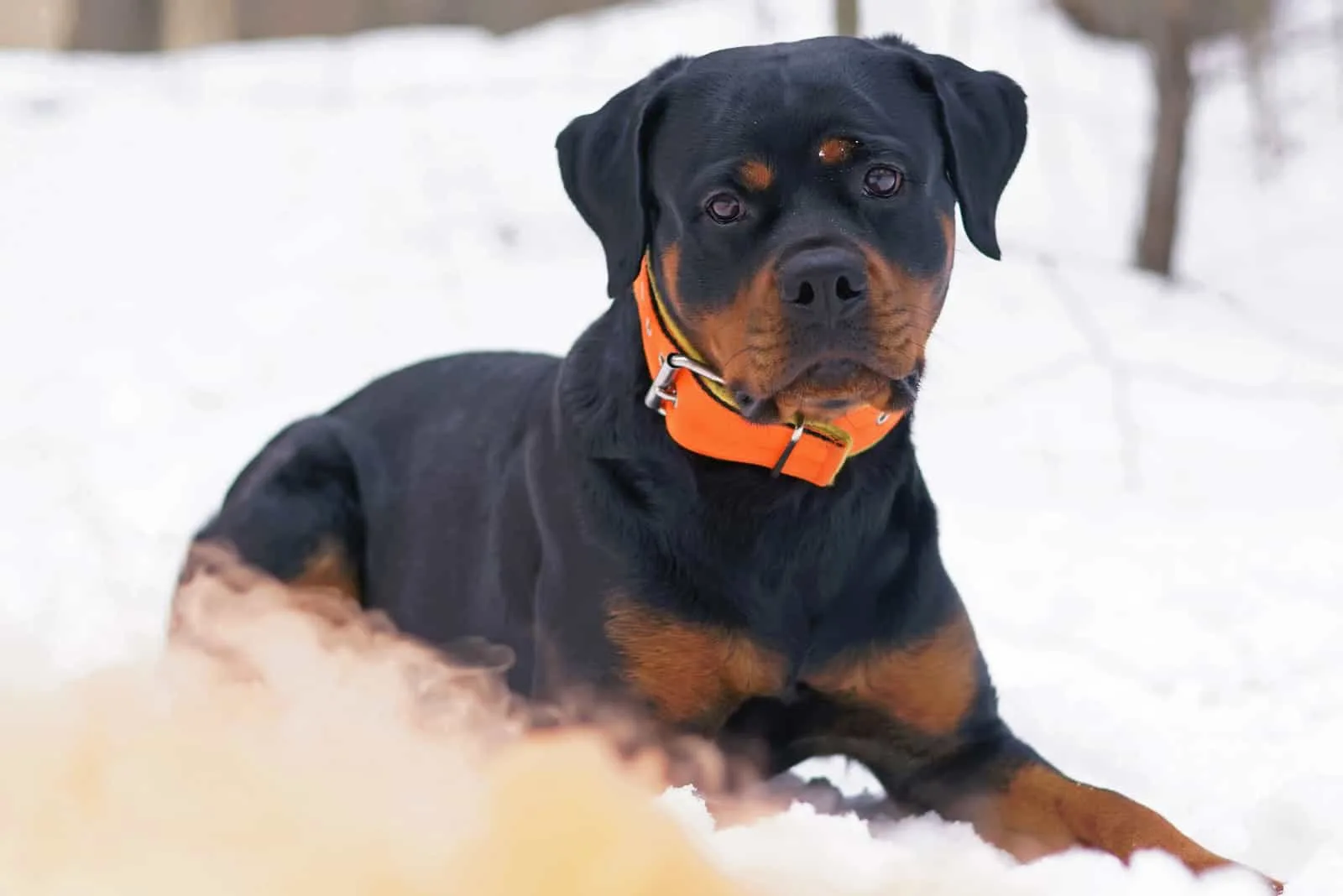 what is the best shock collar for a rottweiler