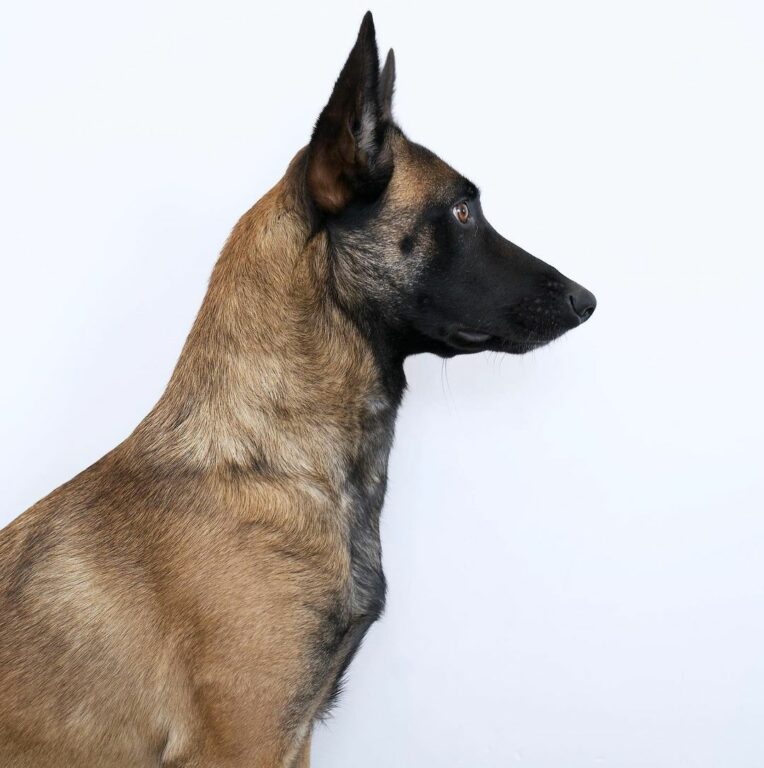 Belgian Malinois Growth Chart: When Do Mals Stop Growing?