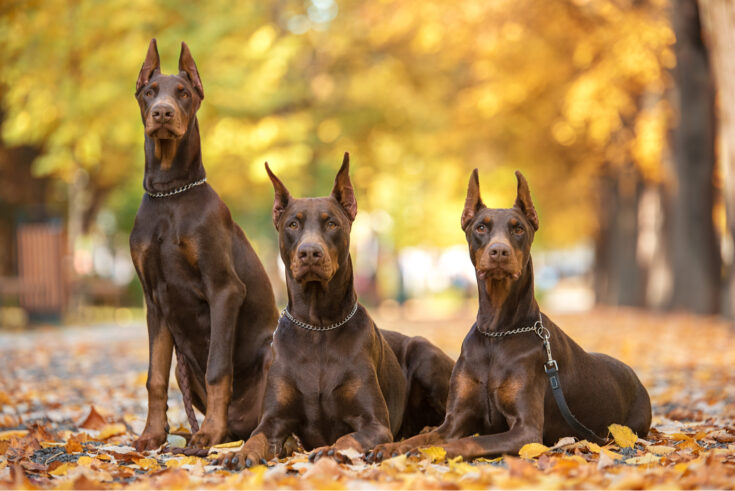 Doberman Growth Chart: Growing Up Healthy