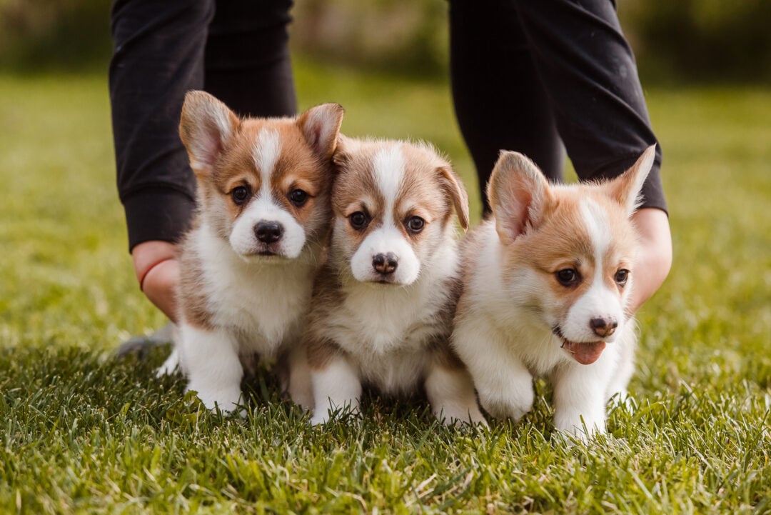 7 Corgi Breeders In Florida: Where To Find This Sweet Dog