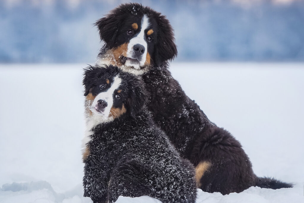 Bernese Mountain Dog Cost: Puppy Prices, Care, And Expenses