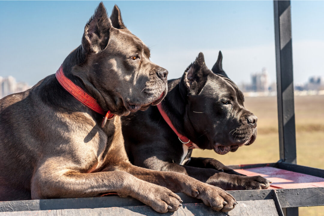 Cane Corso Ear Cropping – To Cut Or Not To Cut?