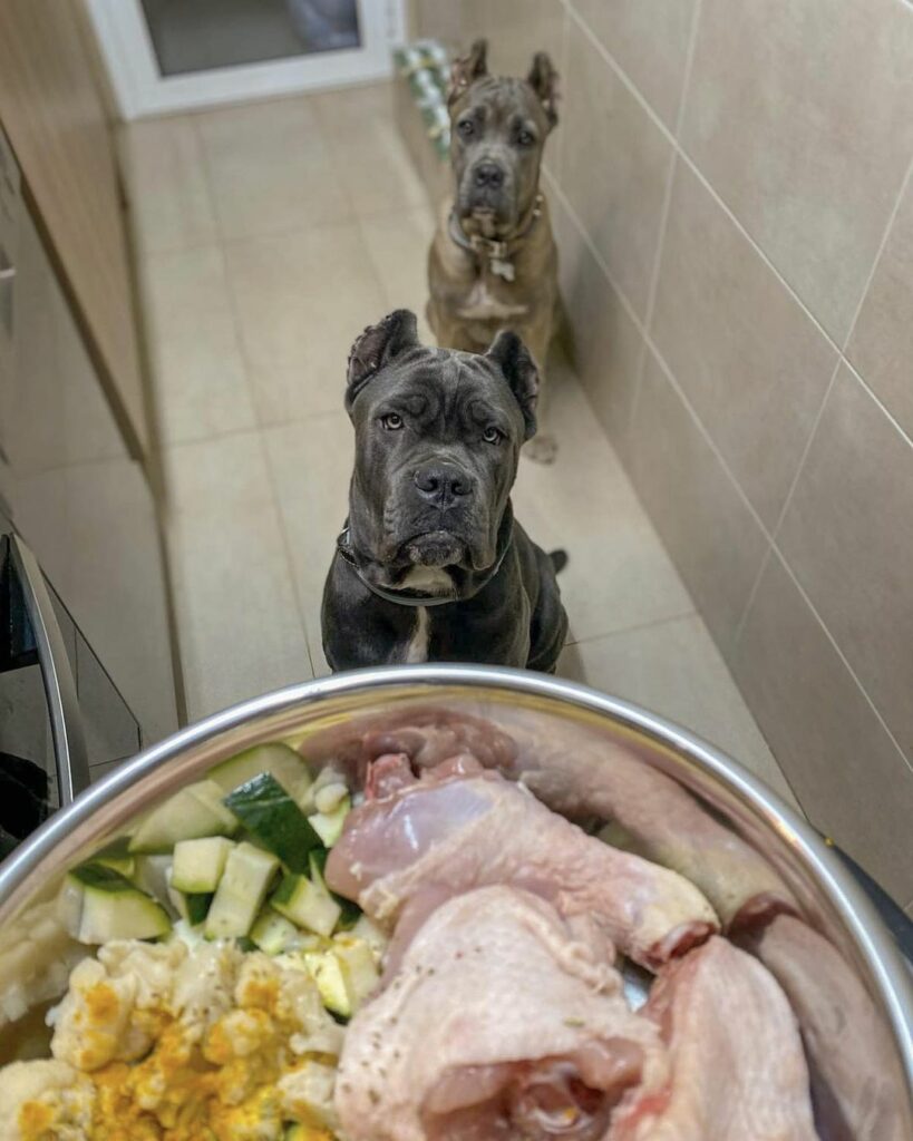 Cane Corso Raw Diet: Feeding Your Dog The Natural Way