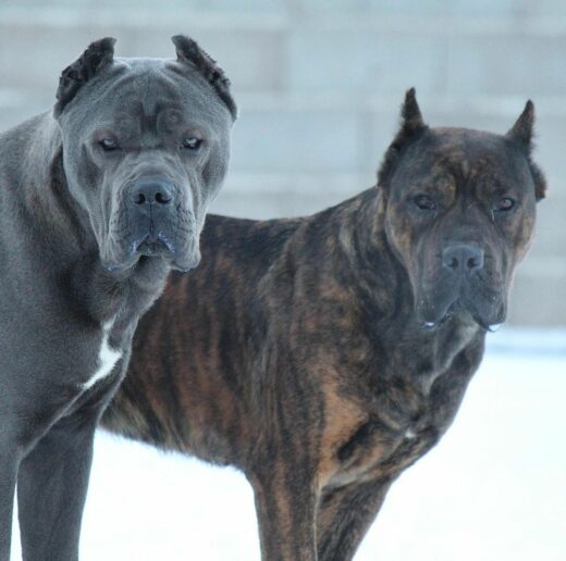 Common Cane Corso Health Issues You Should Look Out For