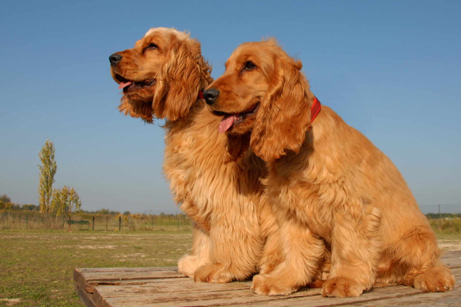 Spaniel Growth Chart