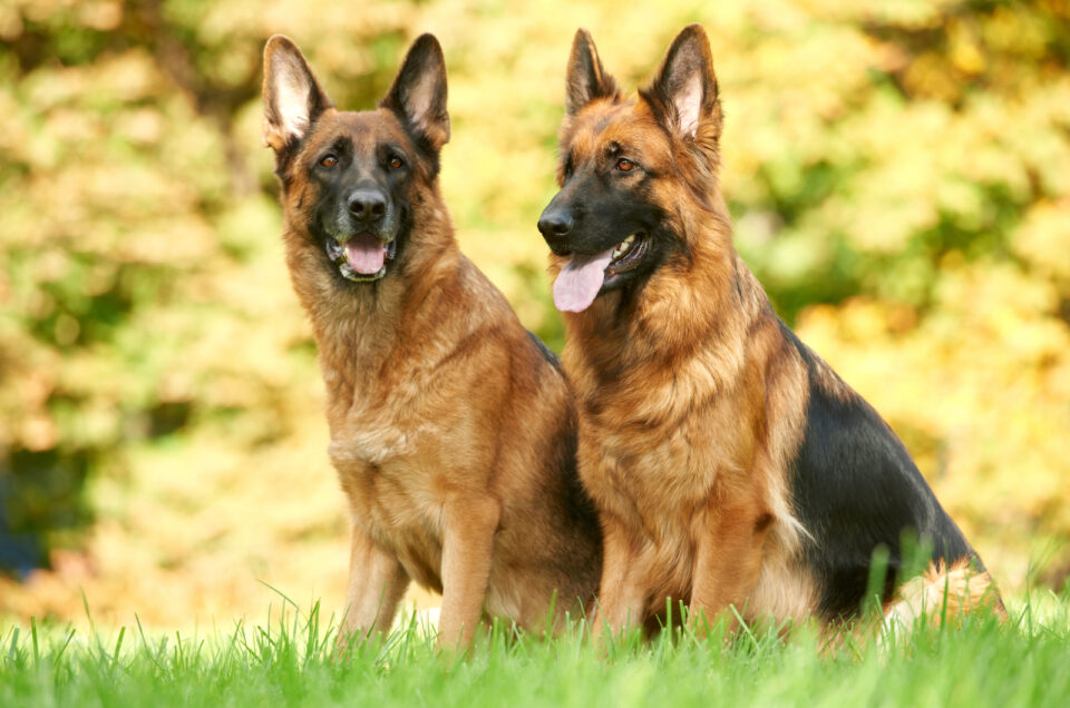 German Shepherd Growth Chart: How Big Your GSD Will Be?