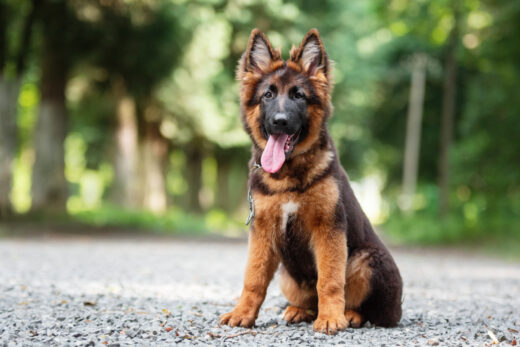 The 5 Best German Shepherd Breeders In The UK