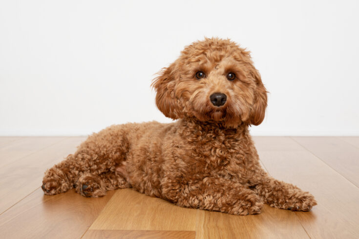 Cavapoo Growth Chart: How Big Will This Dog Get?