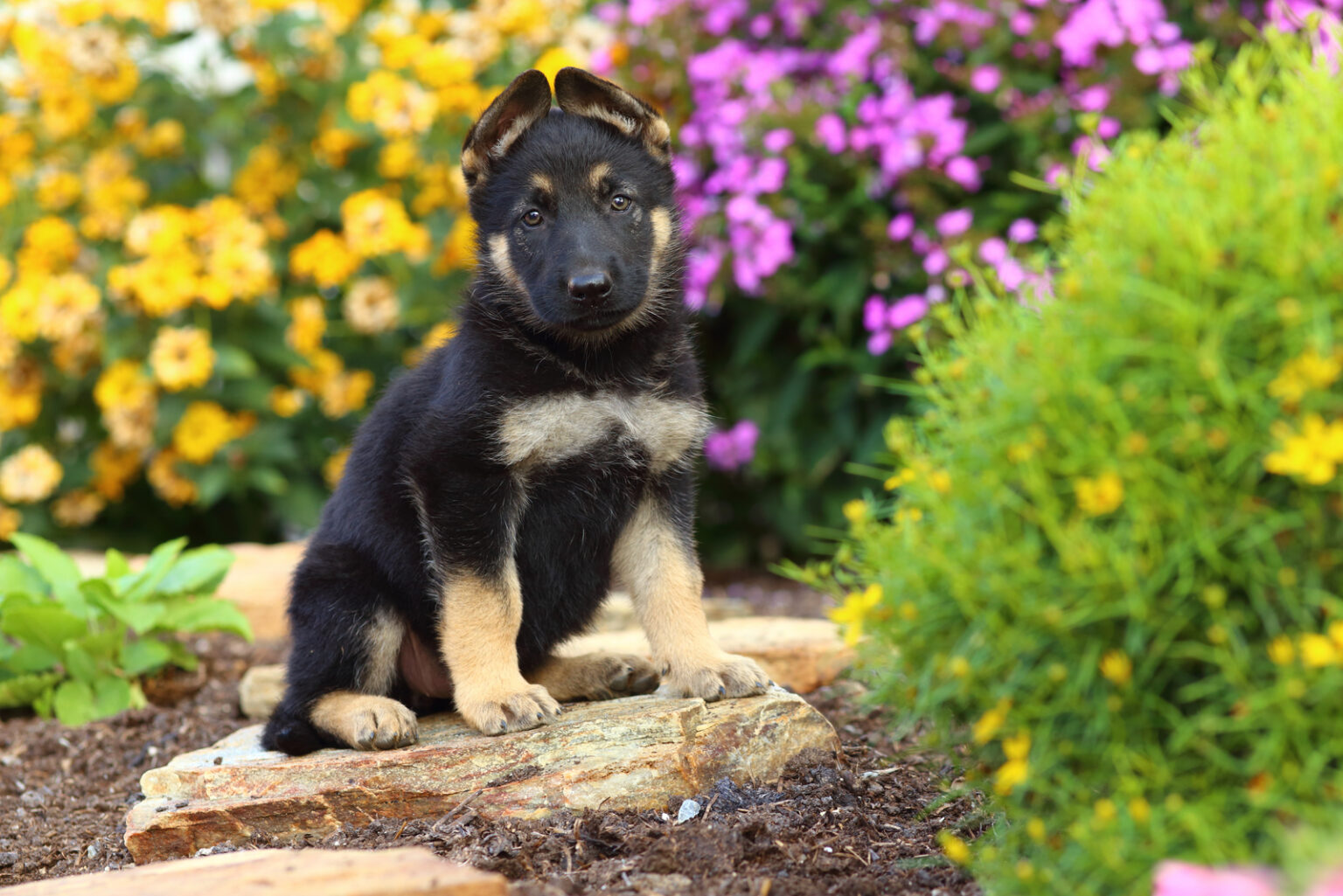 The Top 11 Best German Shepherd Breeders In Ontario   German Shepherd Puppy Sits On A Rock Pathway In A Beautiful Garden 1536x1025 