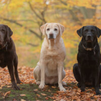 three labrador retriever dogs with different coats