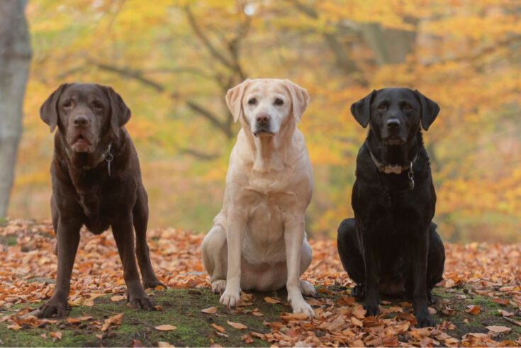 Labrador Colors: The Pinwheel of Colors and Markings