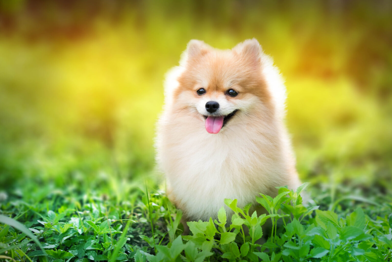 The 5 Best Pomeranian Breeders In Ontario