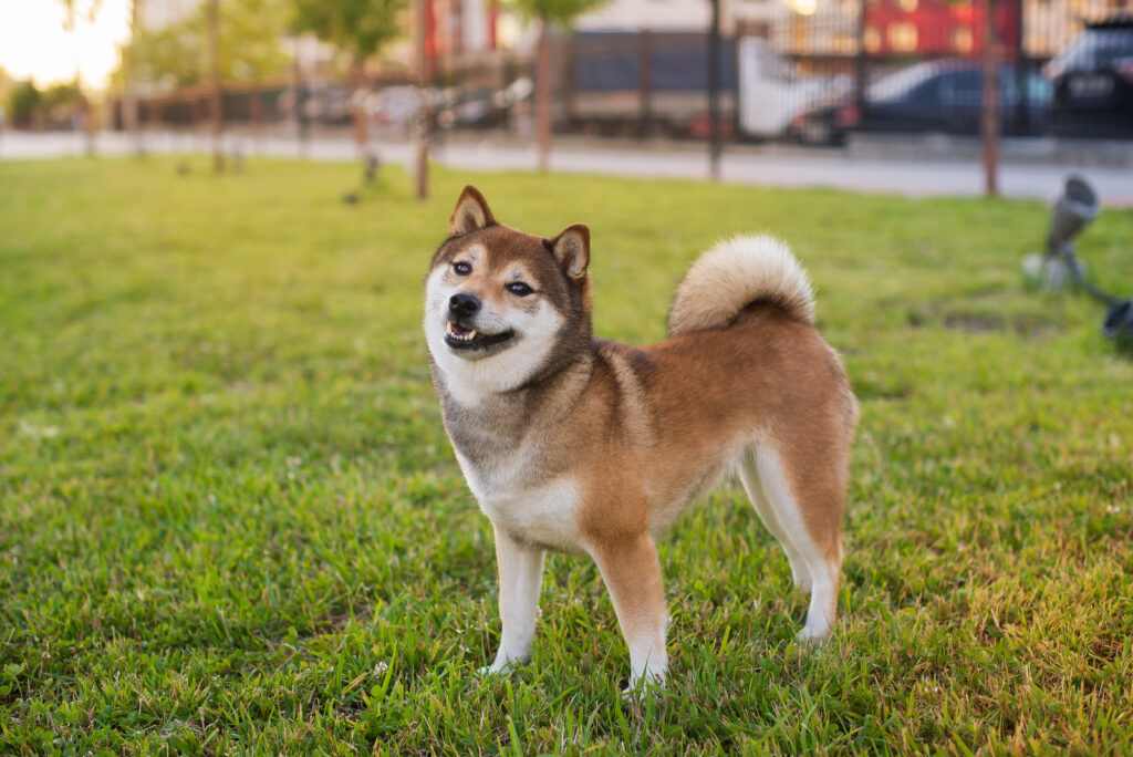 Shiba Inu vs Jindo: Twins Or Completely Different Breeds?