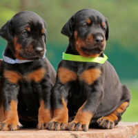 two doberman puppies