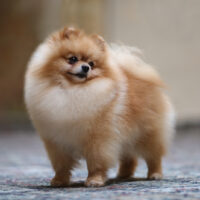 Pomeranian standing outside