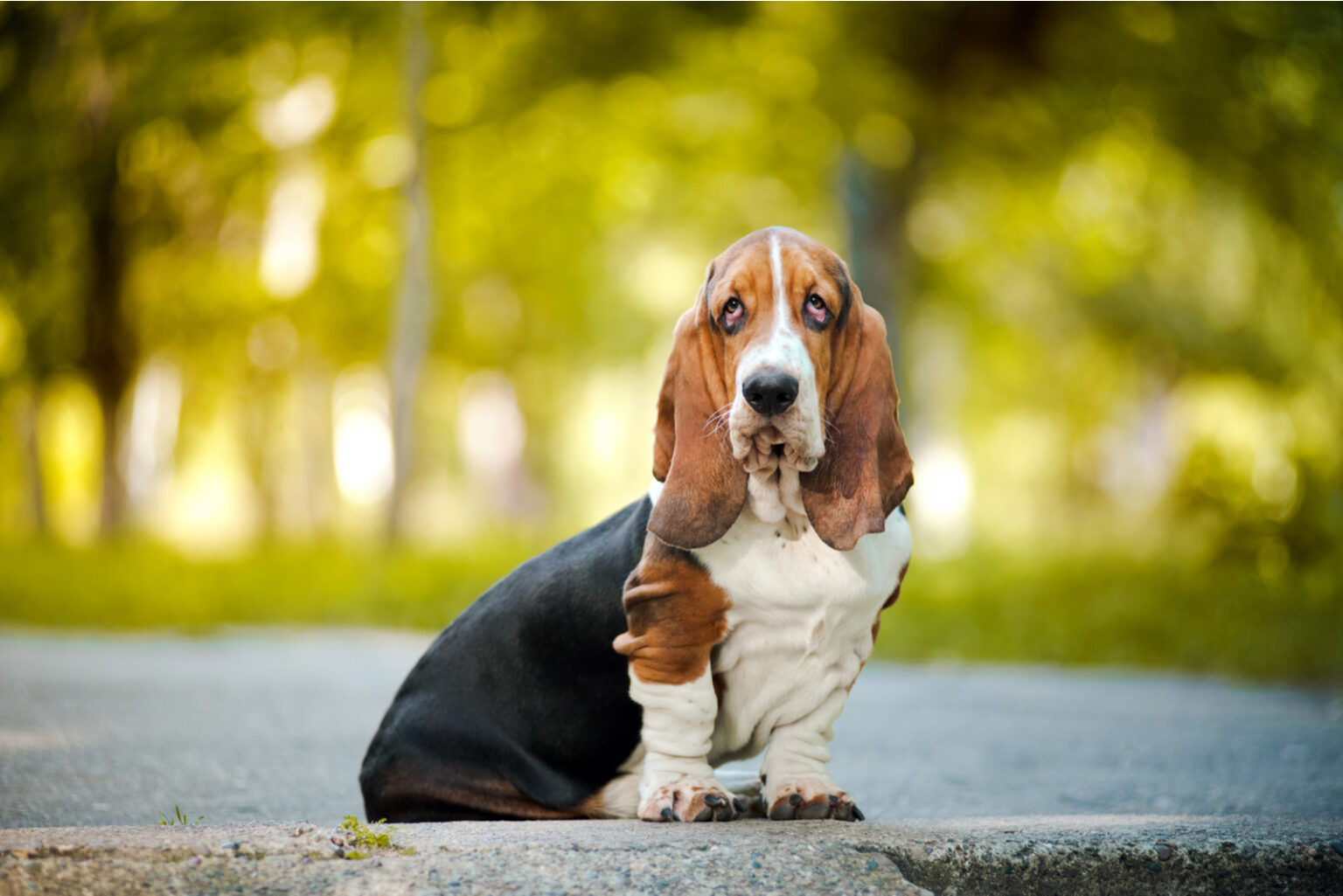 European Vs. American Basset Hound: Are These Dogs The Same?