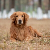 Golden Retriever sitting on ground outside