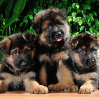 three german shepherd puppies on the table