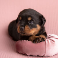 rottweiler puppy