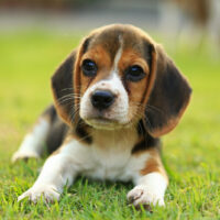 cute beagle puppy lying in grass outdoor