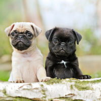 two pug dogs standing on the wood