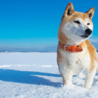 shiba inu standing on the snow