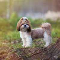 cute shih tzu standing in the wood