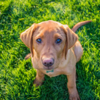 fox red labrador retriever sitting on grass and looking up