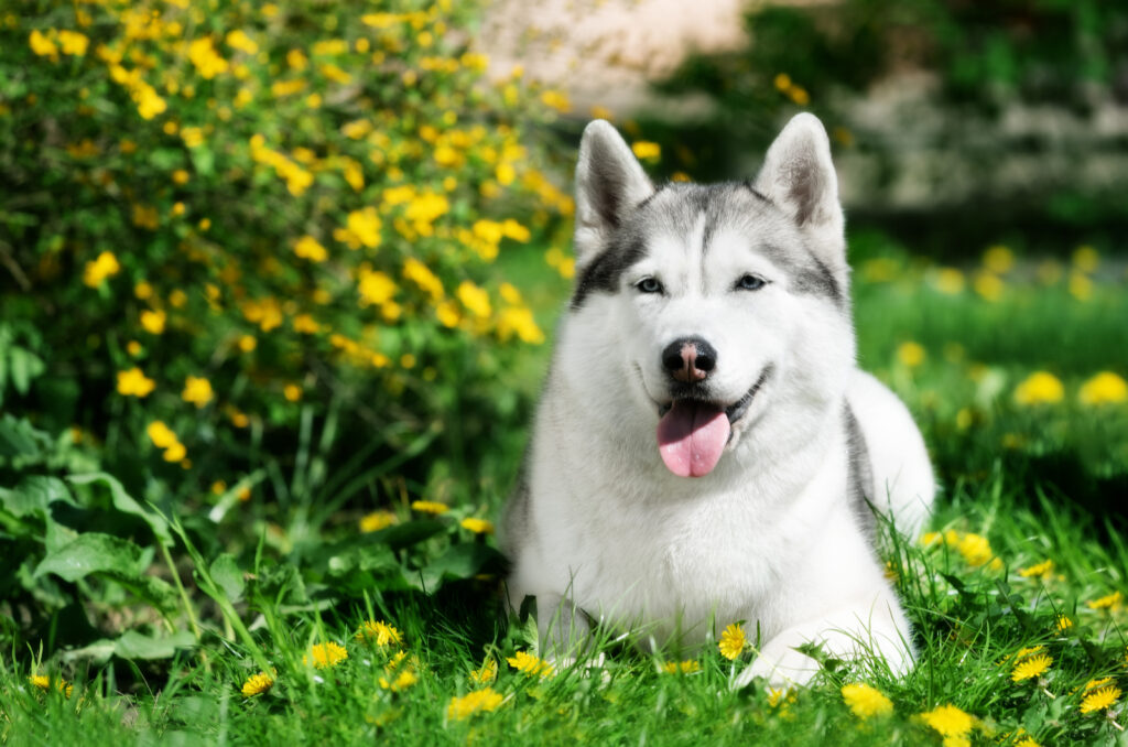 The Top 9 Best Siberian Husky Breeders In Ontario