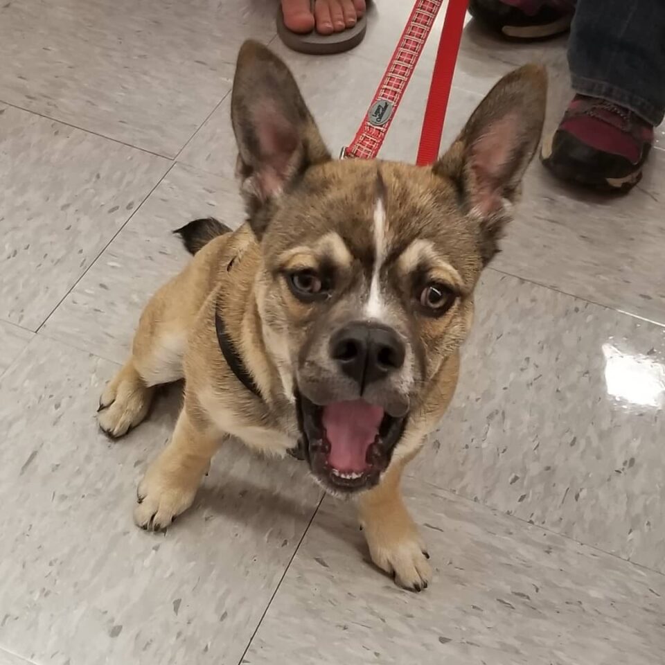 French Bulldog Husky Mix: Meet The French Bullsky