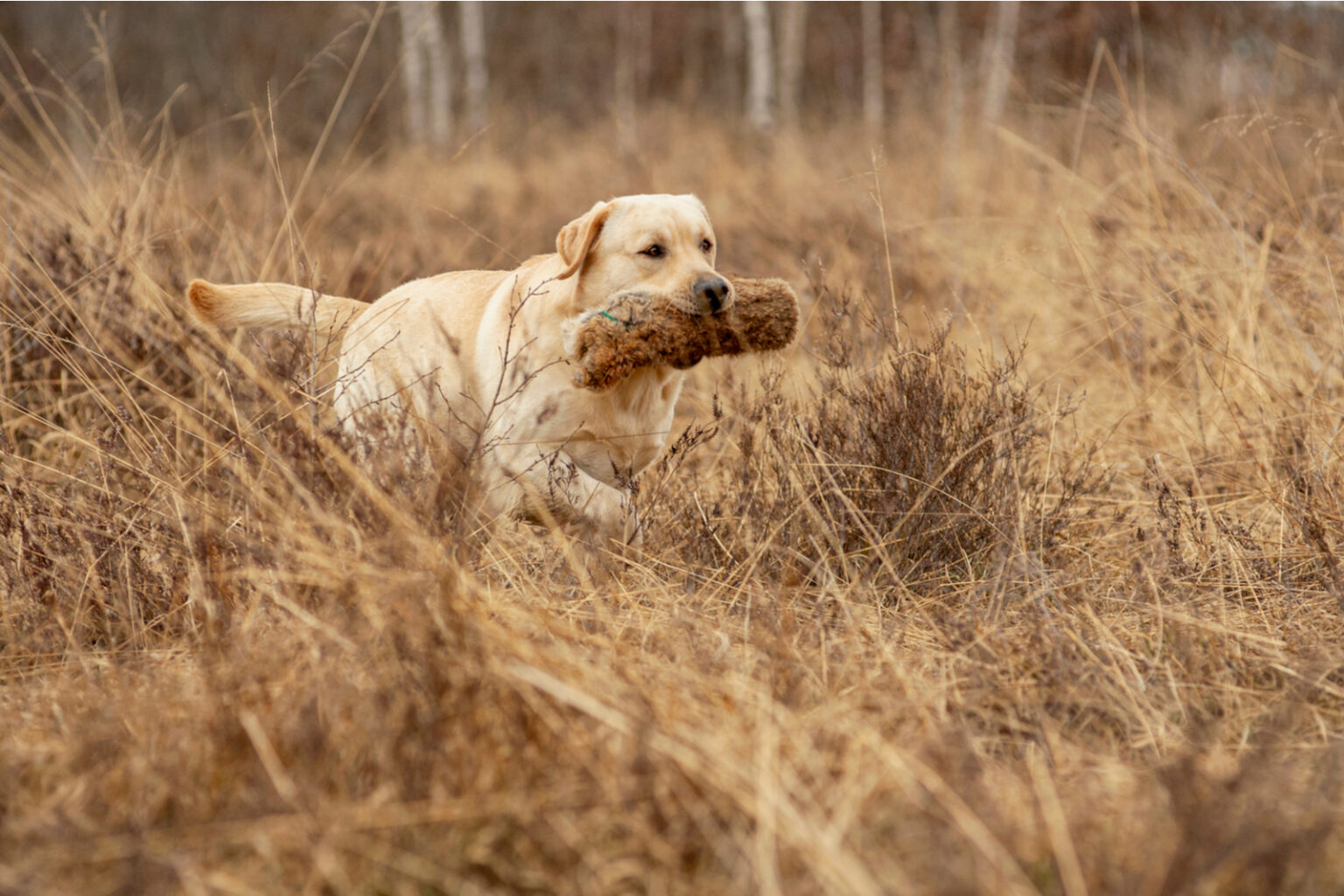 The Top 10 Most Reputable Golden Retriever Breeders In The UK