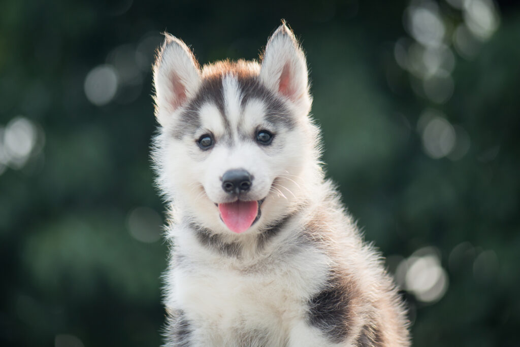 The Top 9 Best Siberian Husky Breeders In Ontario