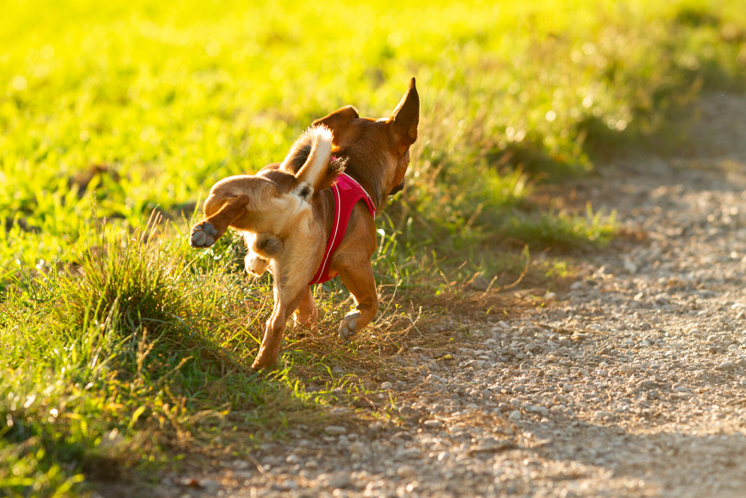 3-signs-that-a-male-dog-wants-to-mate-and-more