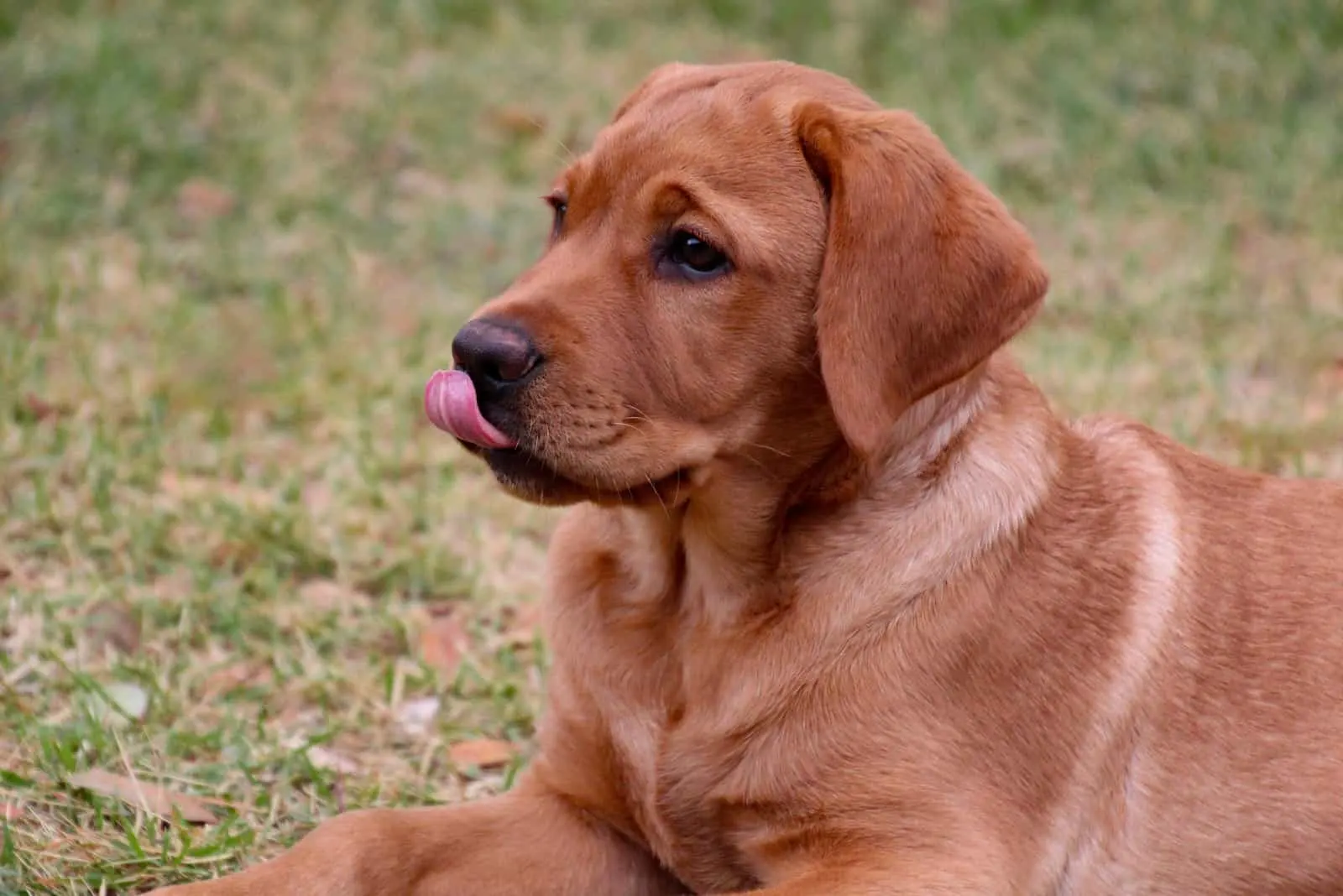 Top 5 Best Fox Red Labrador Breeders In The U.S.