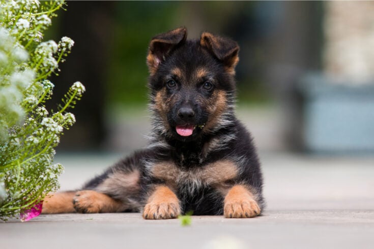 The Top 11 Best German Shepherd Breeders In Ontario