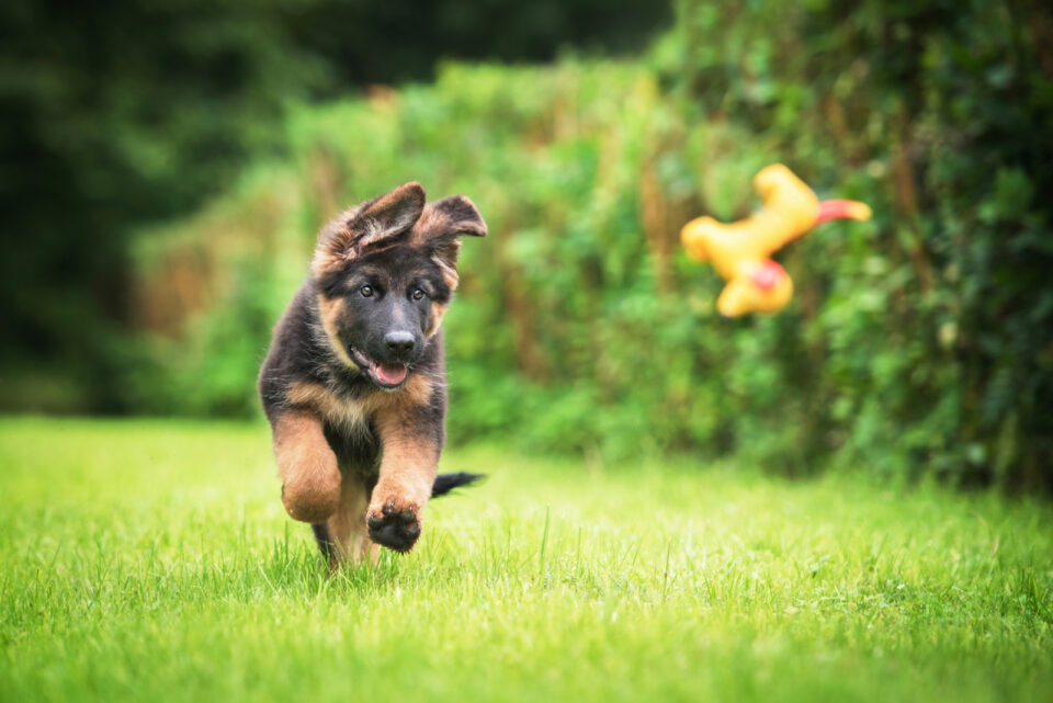 German Shepherd Puppy Running After Toy 960x641 