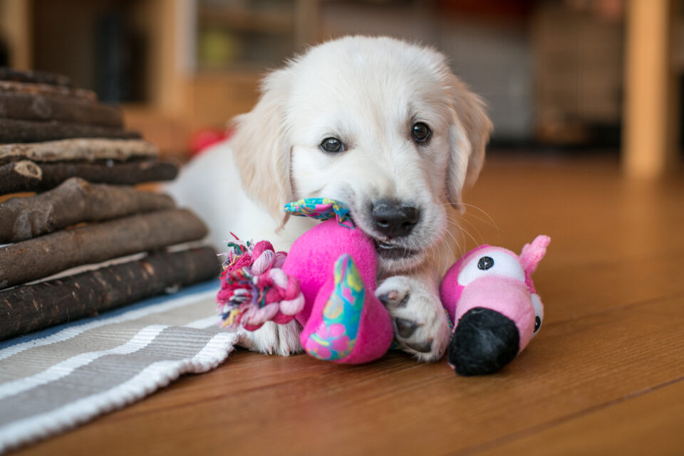 The Top 10 Most Reputable Golden Retriever Breeders In The UK