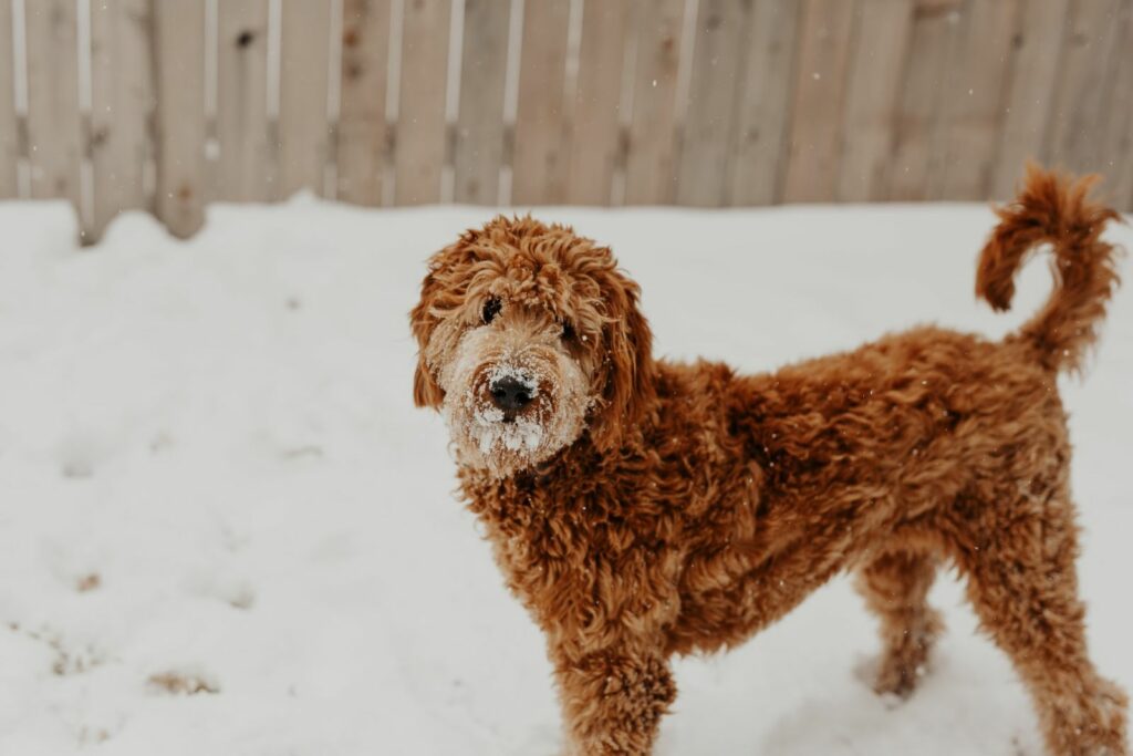 Goldendoodle Growth Chart Different Sizes Of Goldendoodles   Goldendoodle In Snow 1024x683 