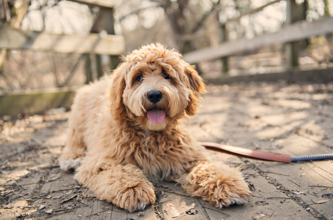 Goldendoodle Growth Chart: Different Sizes Of Goldendoodles