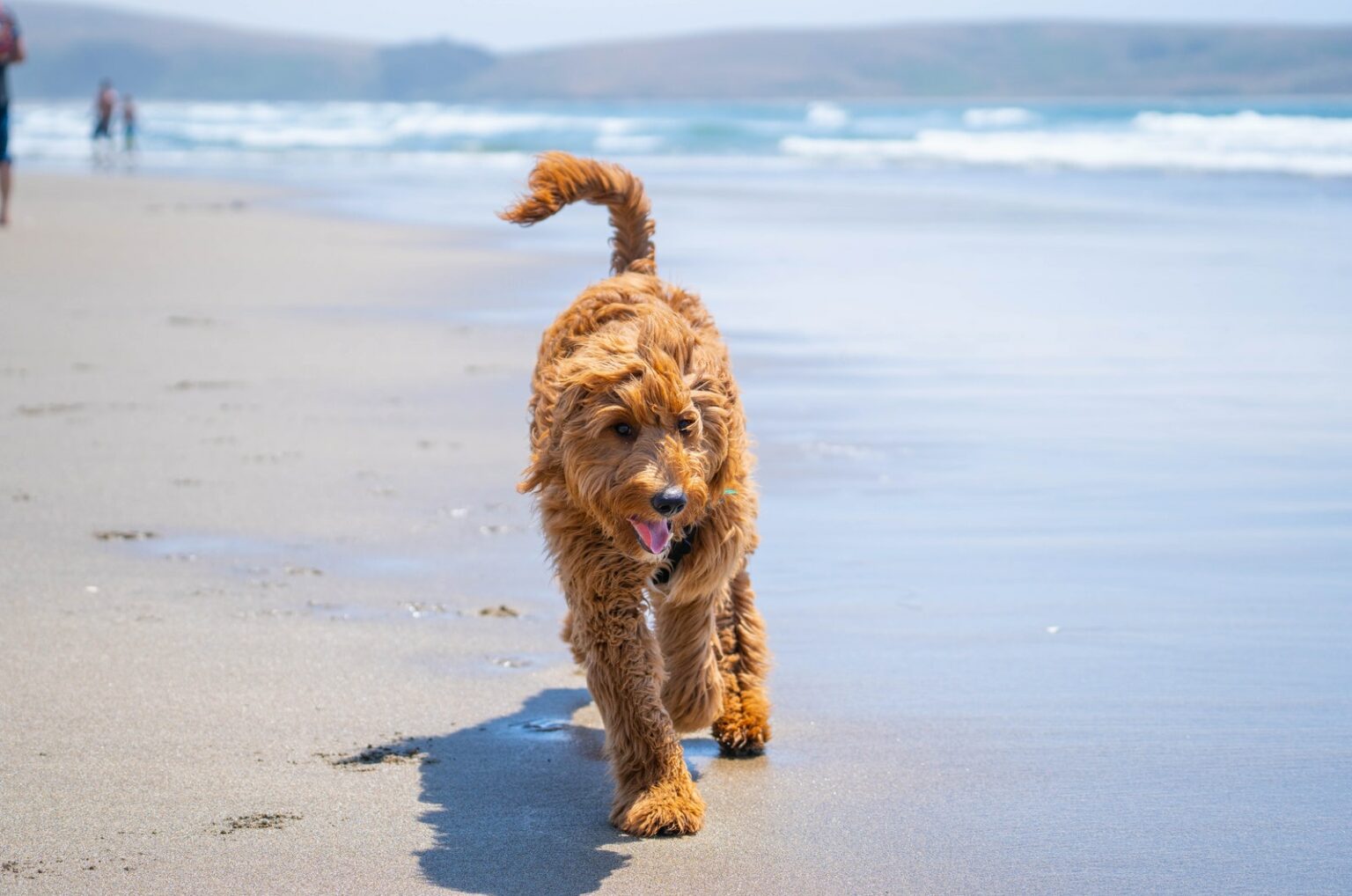 Goldendoodle Growth Chart Different Sizes Of Goldendoodles