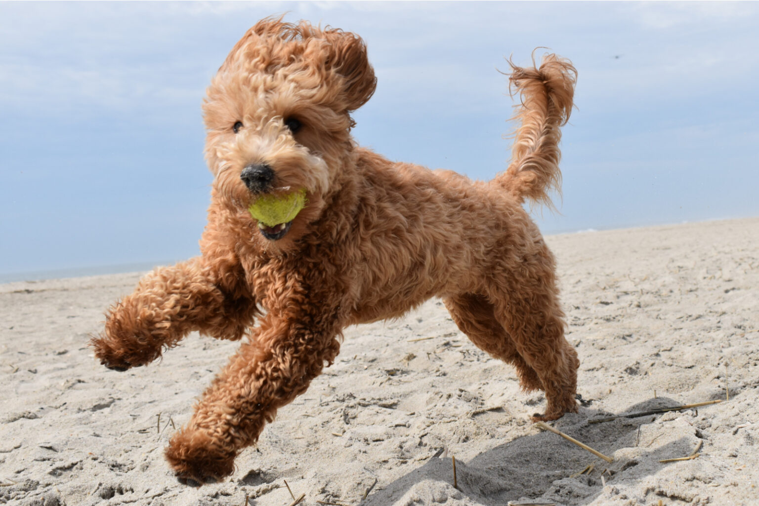 The Top 12 Most Reliable Goldendoodle Breeders In Ontario   Goldendoodle Running On Beach 1536x1025 