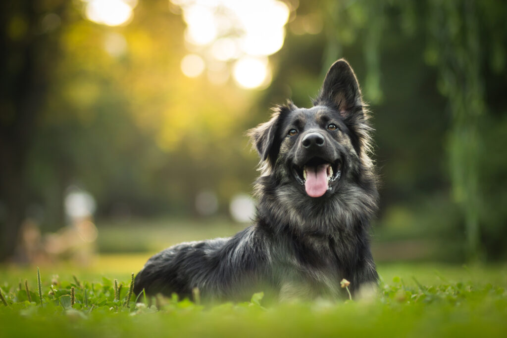 looking-to-breed-my-male-dog-stud-dog-in-pennsylvania-the-united