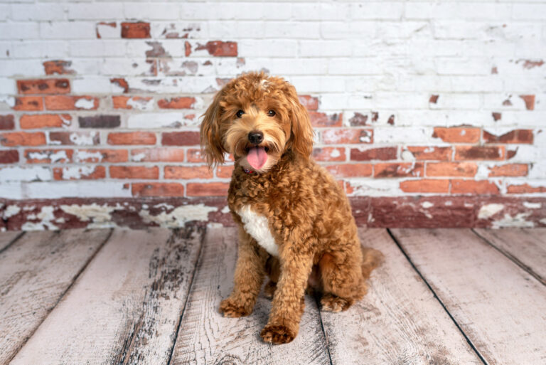 Goldendoodle Growth Chart: Different Sizes Of Goldendoodles