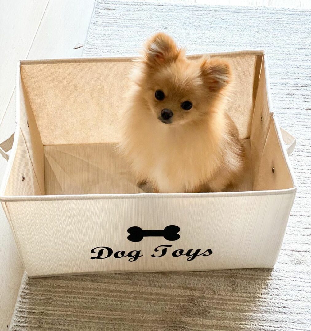 19 Teacup Dog Breeds: Tiny Dogs With Big Hearts