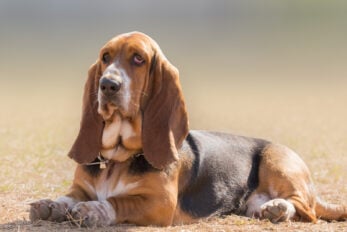 European Vs. American Basset Hound: Are These Dogs The Same?