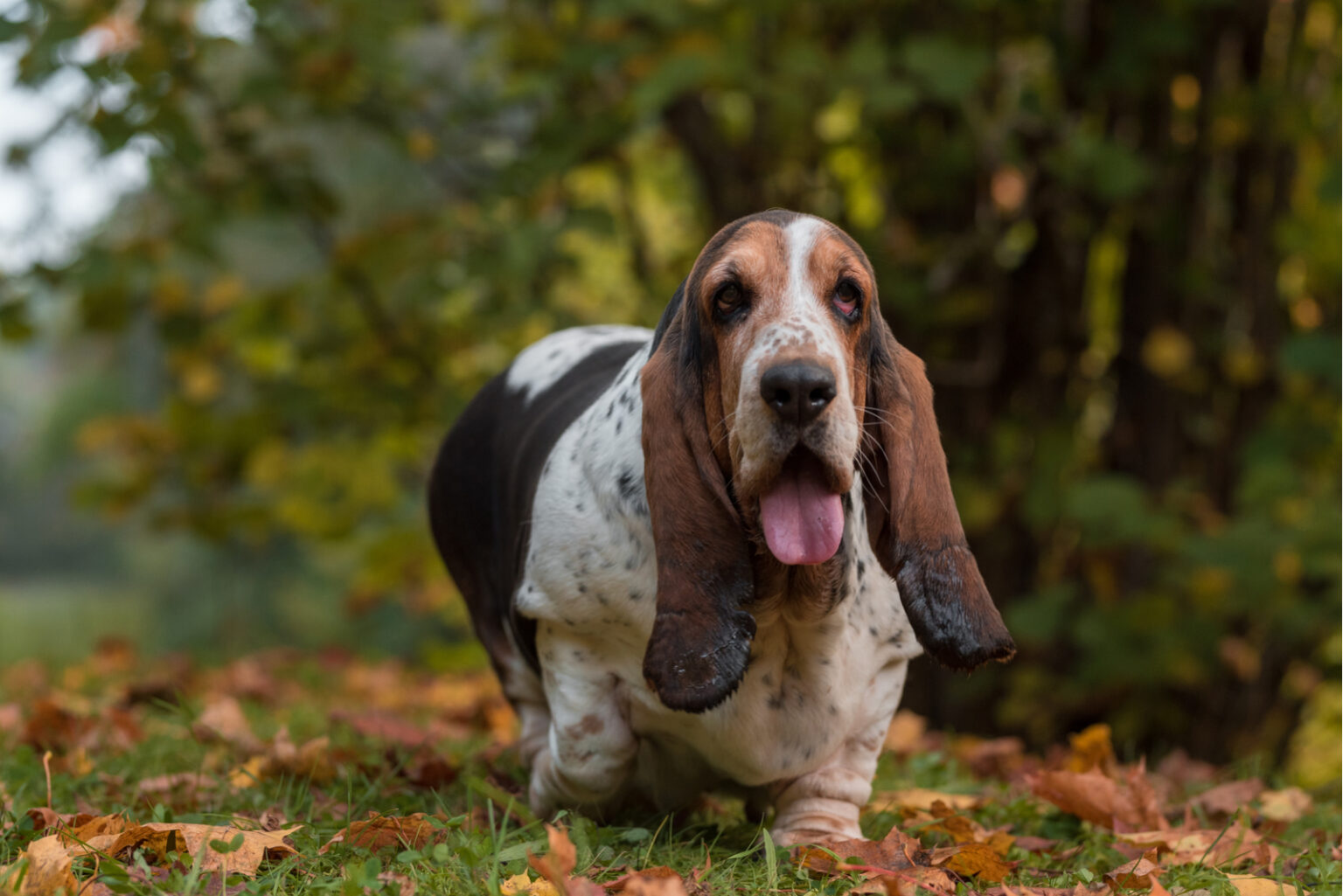 European Vs. American Basset Hound: Are These Dogs The Same?