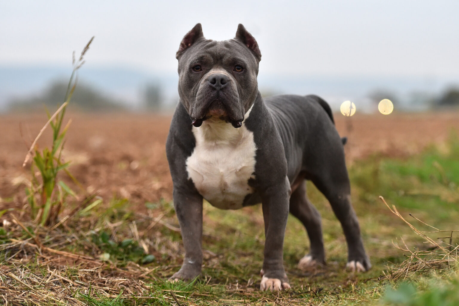 The Best American Bully Breeders In The United States